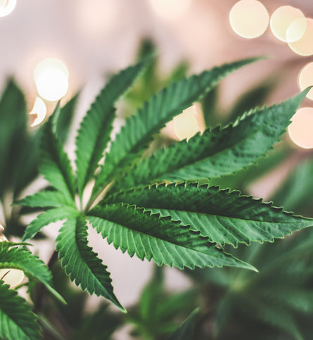 Marijuana-related Firms Ineligible for SBA 504 Loans