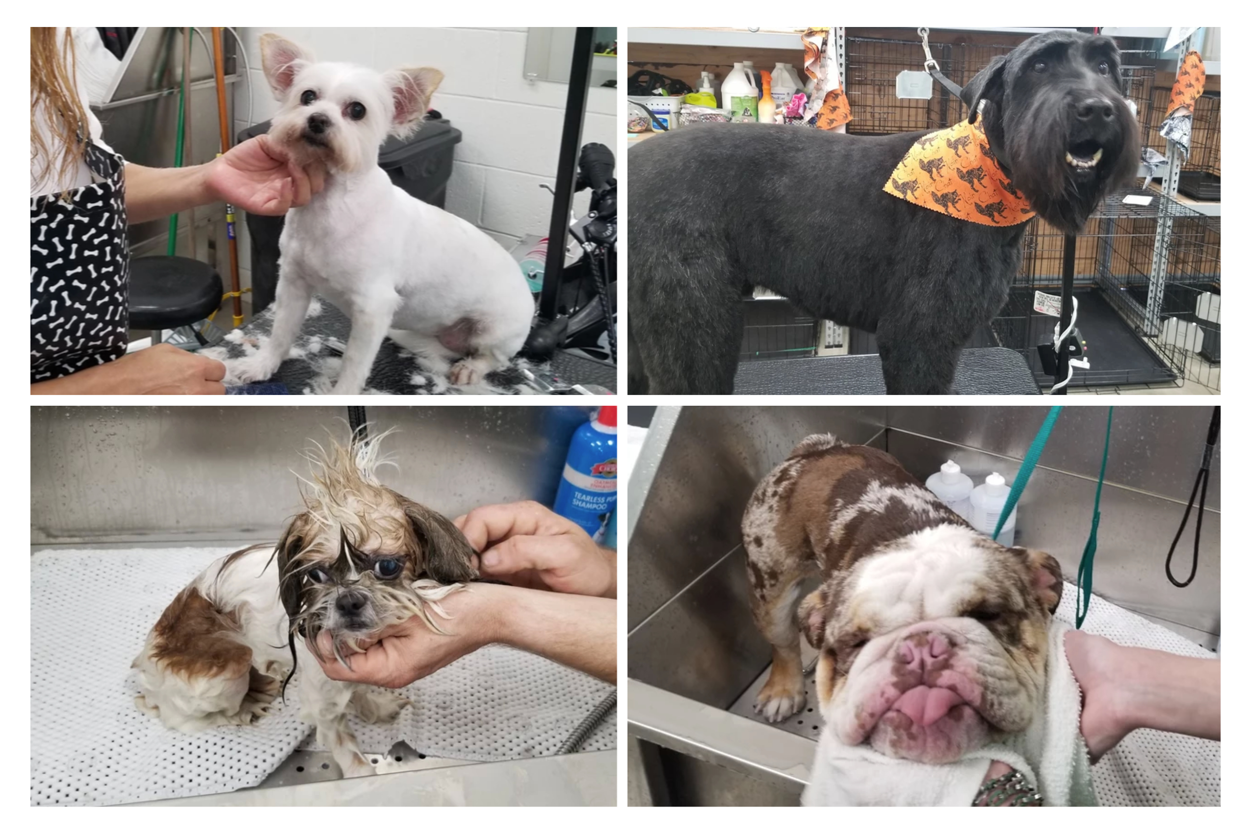 wash my dog photos